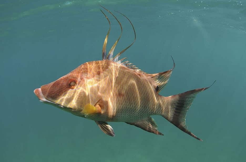 HOW-TO CATCH A HOGFISH